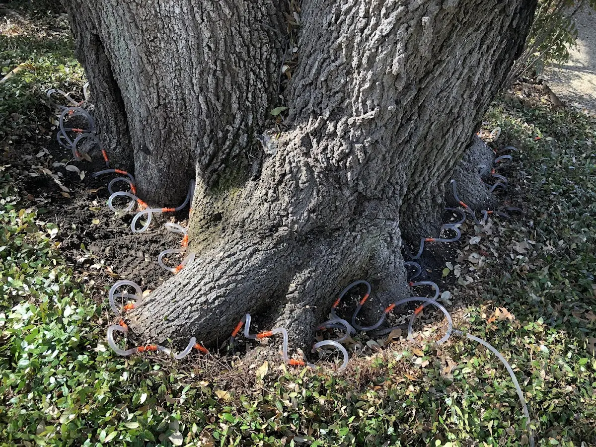Detailed Tree Cabling and Bracing job site in Left Hand